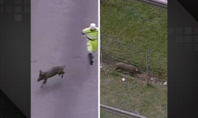 Animal interrompe trânsito e dá trabalho na Rodovia Niterói-Manilha