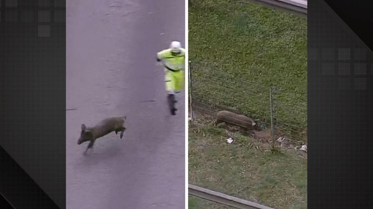 Animal interrompe trânsito e dá trabalho na Rodovia Niterói-Manilha