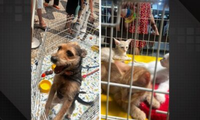 Shopping em Irajá recebe cãopanha de adoção de animais da ONG Bichinho Feliz.