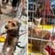 Shopping em Irajá recebe cãopanha de adoção de animais da ONG Bichinho Feliz.