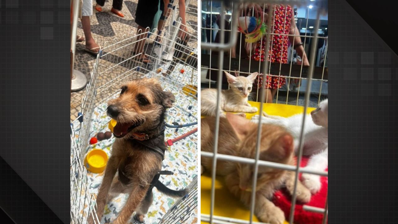 Shopping em Irajá recebe cãopanha de adoção de animais da ONG Bichinho Feliz.