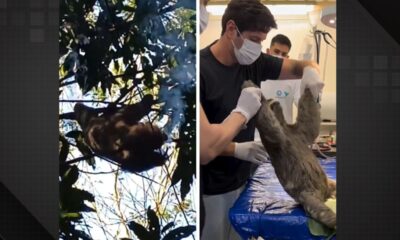 Bicho-preguiça morre após ser resgatado carbonizado em Guapimirim