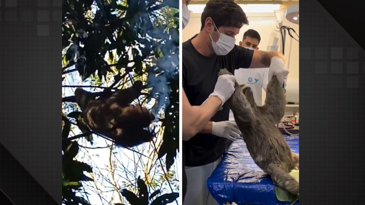 Bicho-preguiça morre após ser resgatado carbonizado em Guapimirim