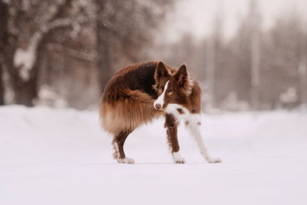 Cachorro na neve se coçando 