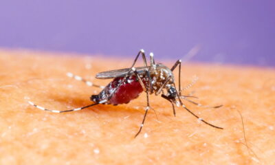 Quais são os principais desafios da prevenção da dengue no Brasil?