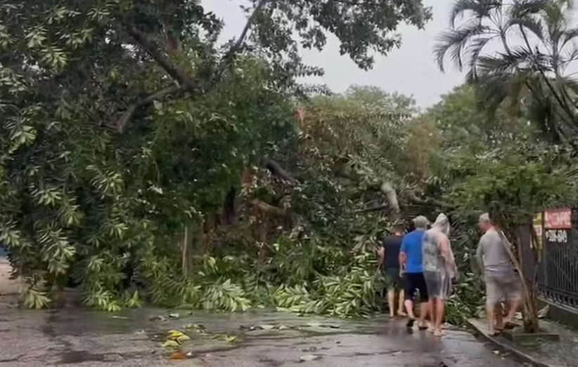 Árvore cai na Ilha do Governador.