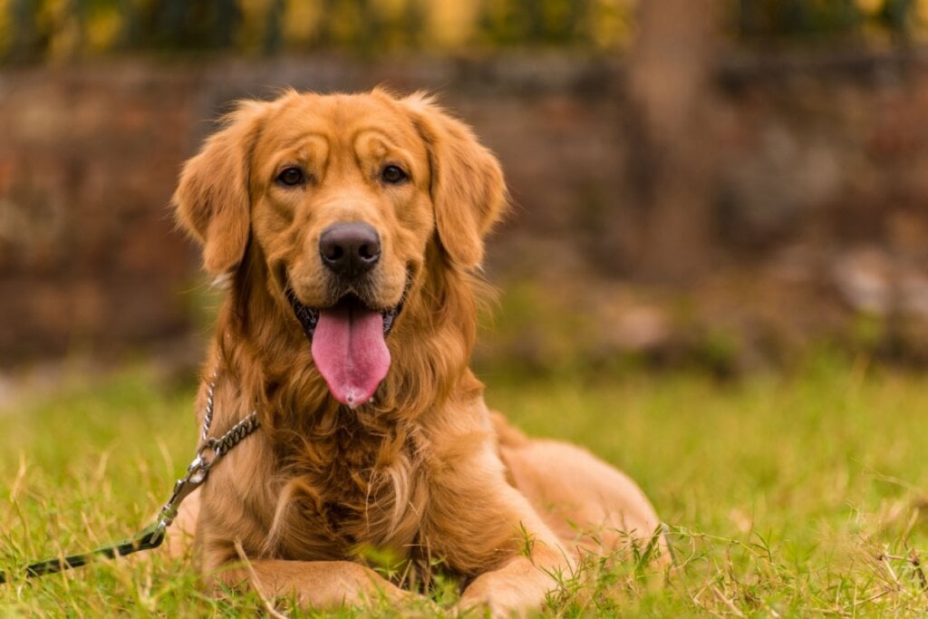 Cachorro golden retriever deitado na grama e de boca aberta