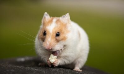 Hamster