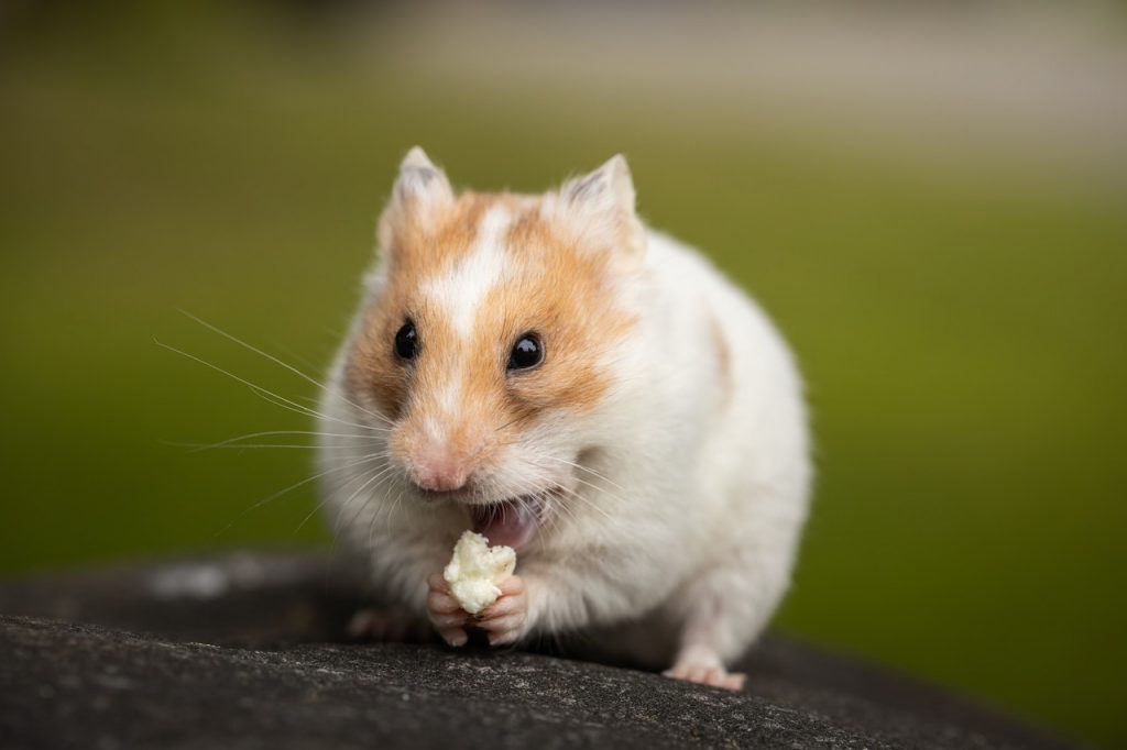 Hamster