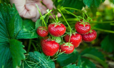 Mais que um sabor delicioso! Descubra os benefícios do morango