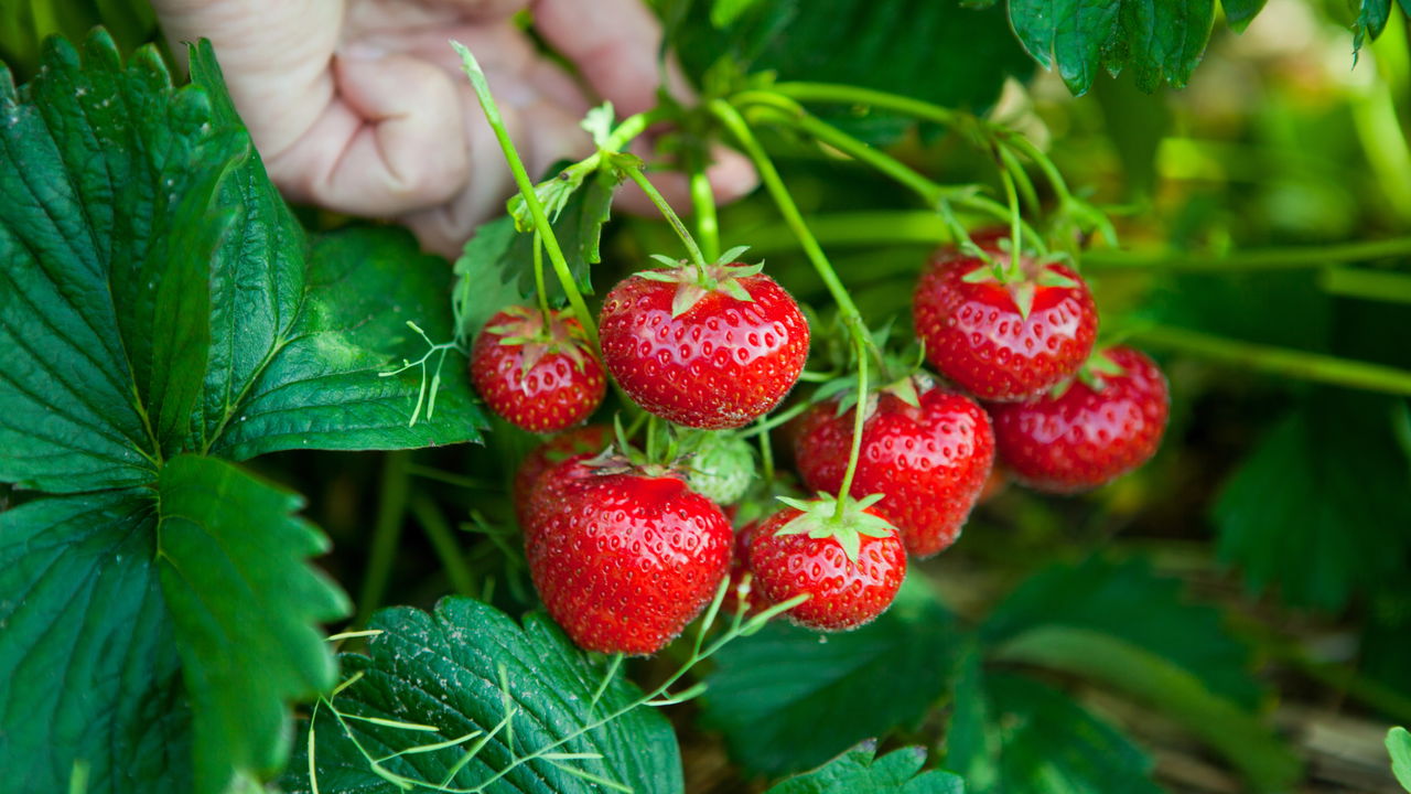 Mais que um sabor delicioso! Descubra os benefícios do morango