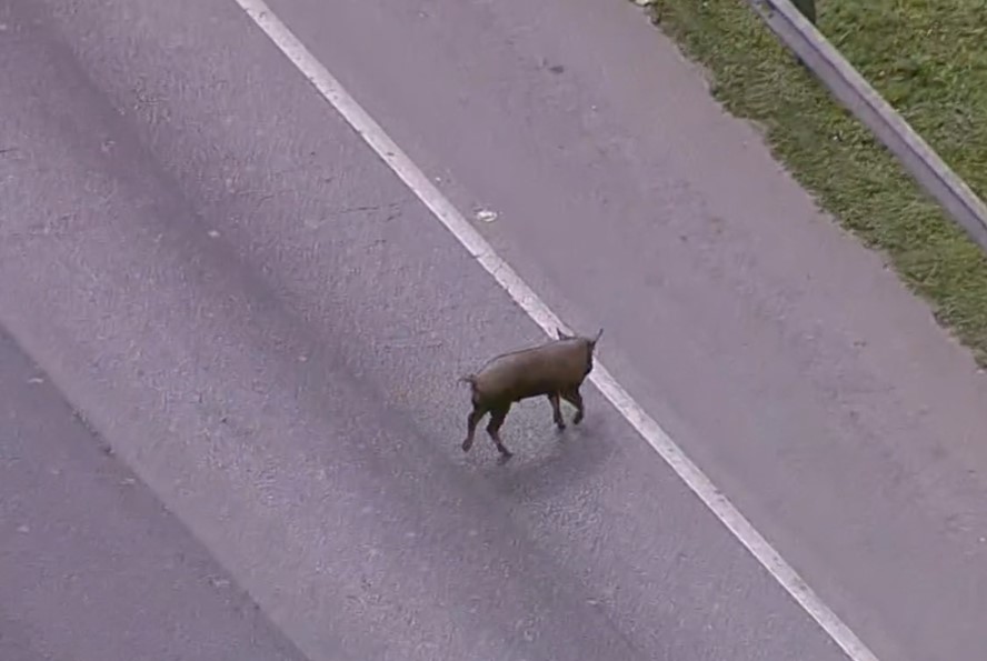 Porco interrompe trânsito e dá trabalho na Rodovia Niterói-Manilha. 