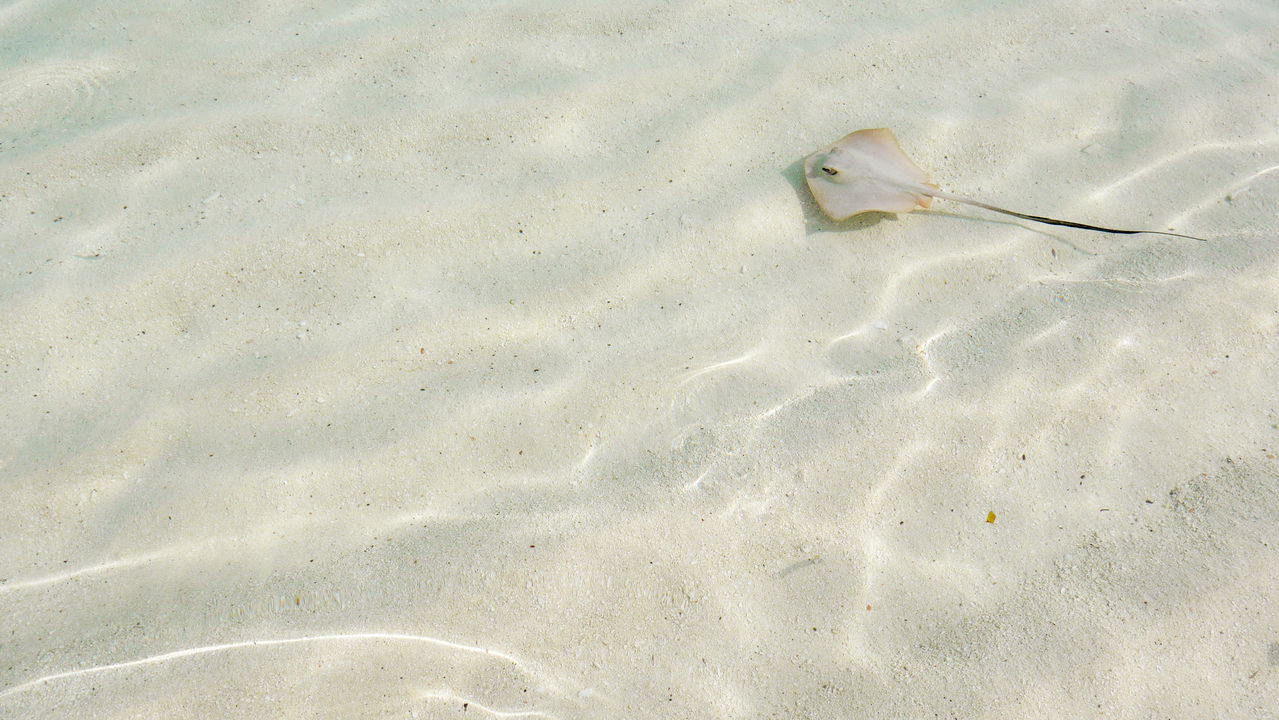 Stingaree: Primeiro peixe marinho desaparece devido à ação humana