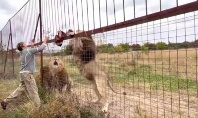 Leões ‘despedaçam’ cuidadora em parque de safári