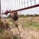 Leões ‘despedaçam’ cuidadora em parque de safári