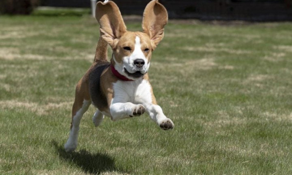 Cachorros da raça Beagle vivem em média de 12 a 15 anos.