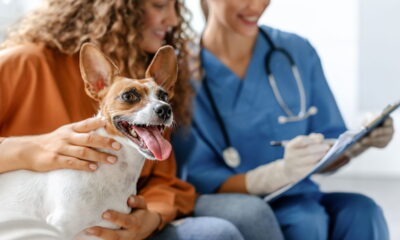 Plano de saúde para pets: Projeto de Lei propõe benefício para trabalhadores com carteira assinada