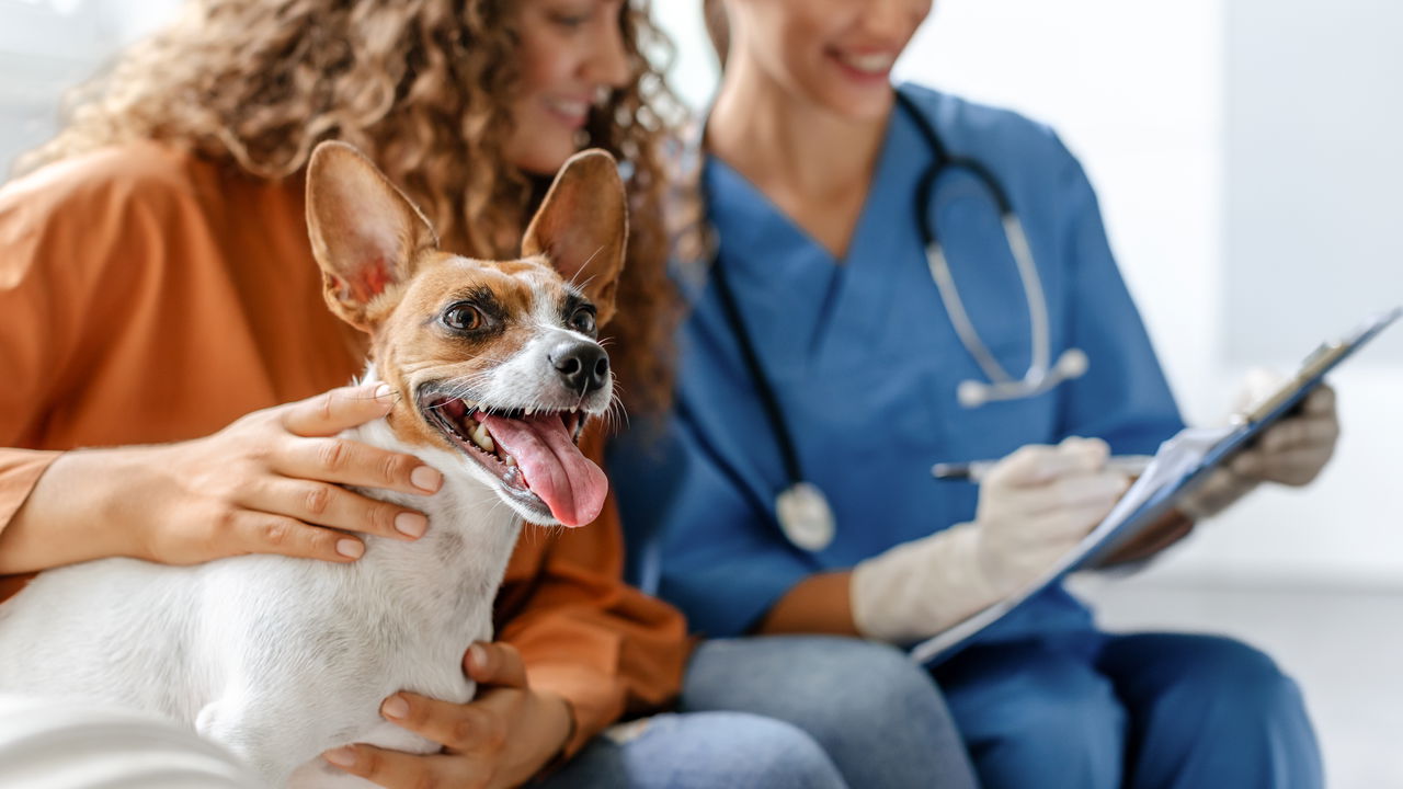 Plano de saúde para pets: Projeto de Lei propõe benefício para trabalhadores com carteira assinada