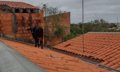 Vaca foge e é encontrada em telhado de casa