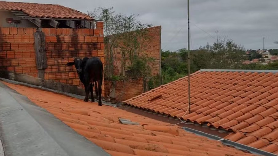 Vaca foge e é encontrada em telhado de casa