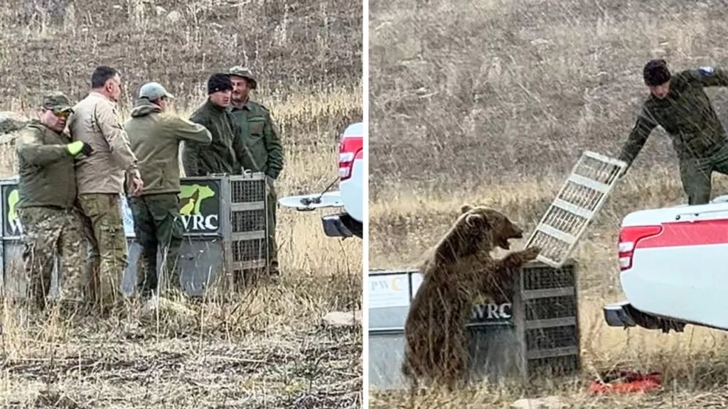 Urso ataca guarda florestal após ser solto na natureza