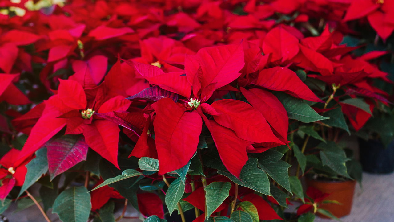 Flores vermelhas que transformam o natal em um espetáculo visual