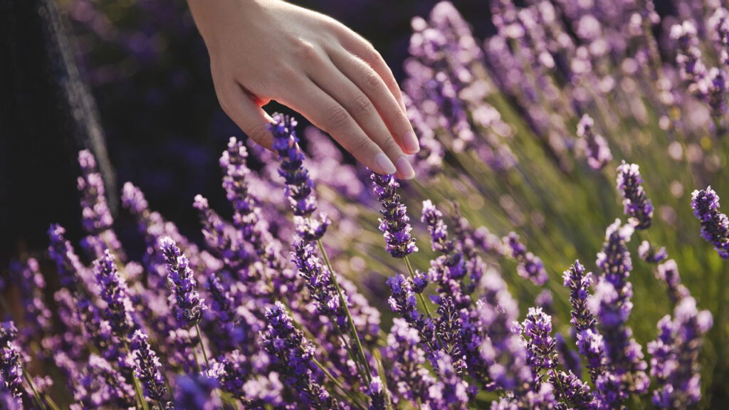 Lavanda