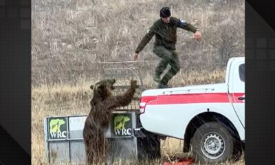 Urso ataca guarda florestal após ser solto na natureza.