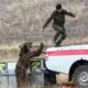 Urso ataca guarda florestal após ser solto na natureza.