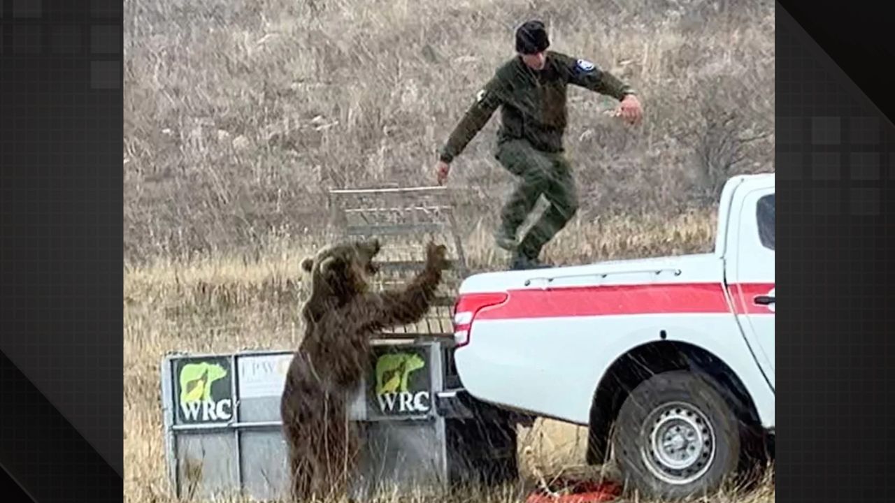 Urso ataca guarda florestal após ser solto na natureza.