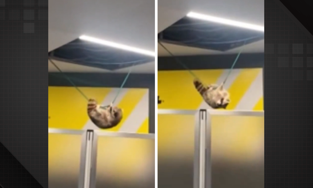 A raccoon falls from an airport ceiling and causes panic; watch