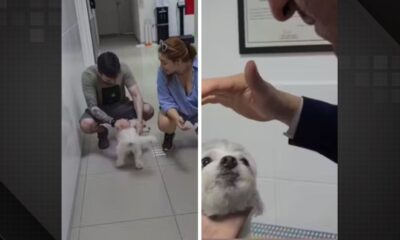 Cãozinho cego volta a enxergar após cirurgia e encanta internet