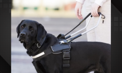 Cão de assistência