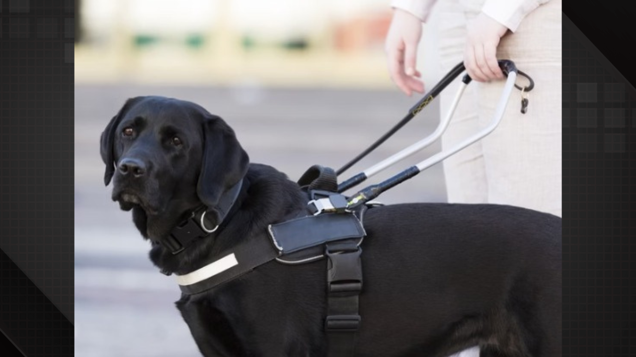 Cão de assistência