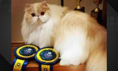 Gato mineiro é campeão mundial na Noruega