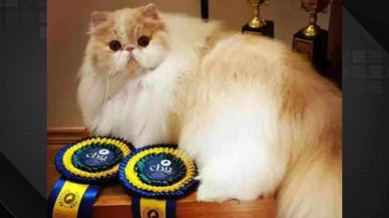 Gato mineiro é campeão mundial na Noruega