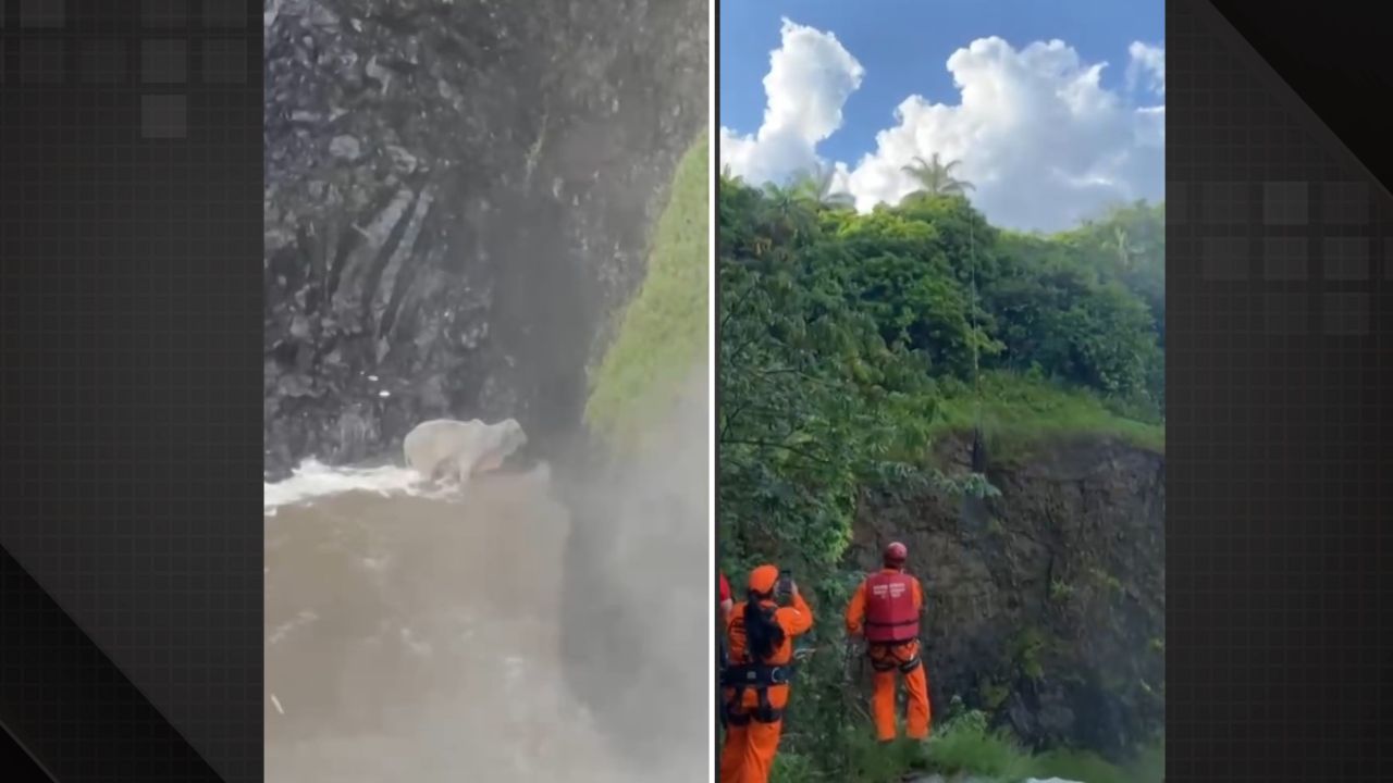 Bombeiros resgatam boi em cachoeira de Minas