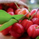 Acerola, a fruta rica em antioxidantes e cheia de vantagens para a saúde