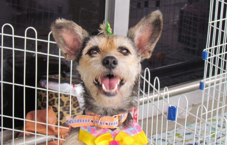 Cachorrinho para adoção em campanha promovida pela ONG Bichinho Feliz.