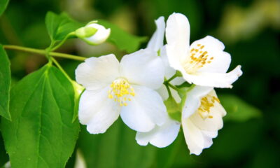 Aprenda a cultivar jasmim em casa e aproveitar seu aroma relaxante