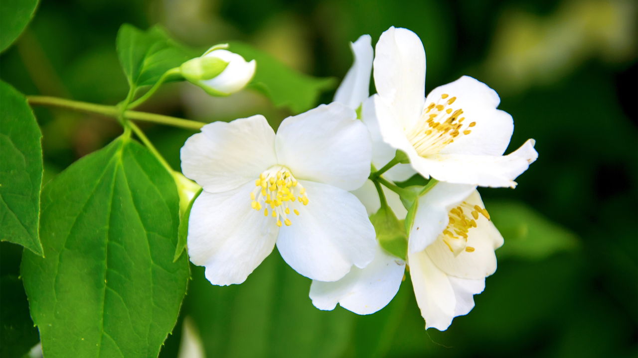 Aprenda a cultivar jasmim em casa e aproveitar seu aroma relaxante