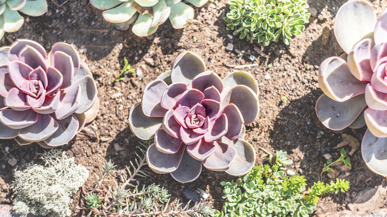 Miniplantas fáceis de cuidar que trazem vida ao seu lar