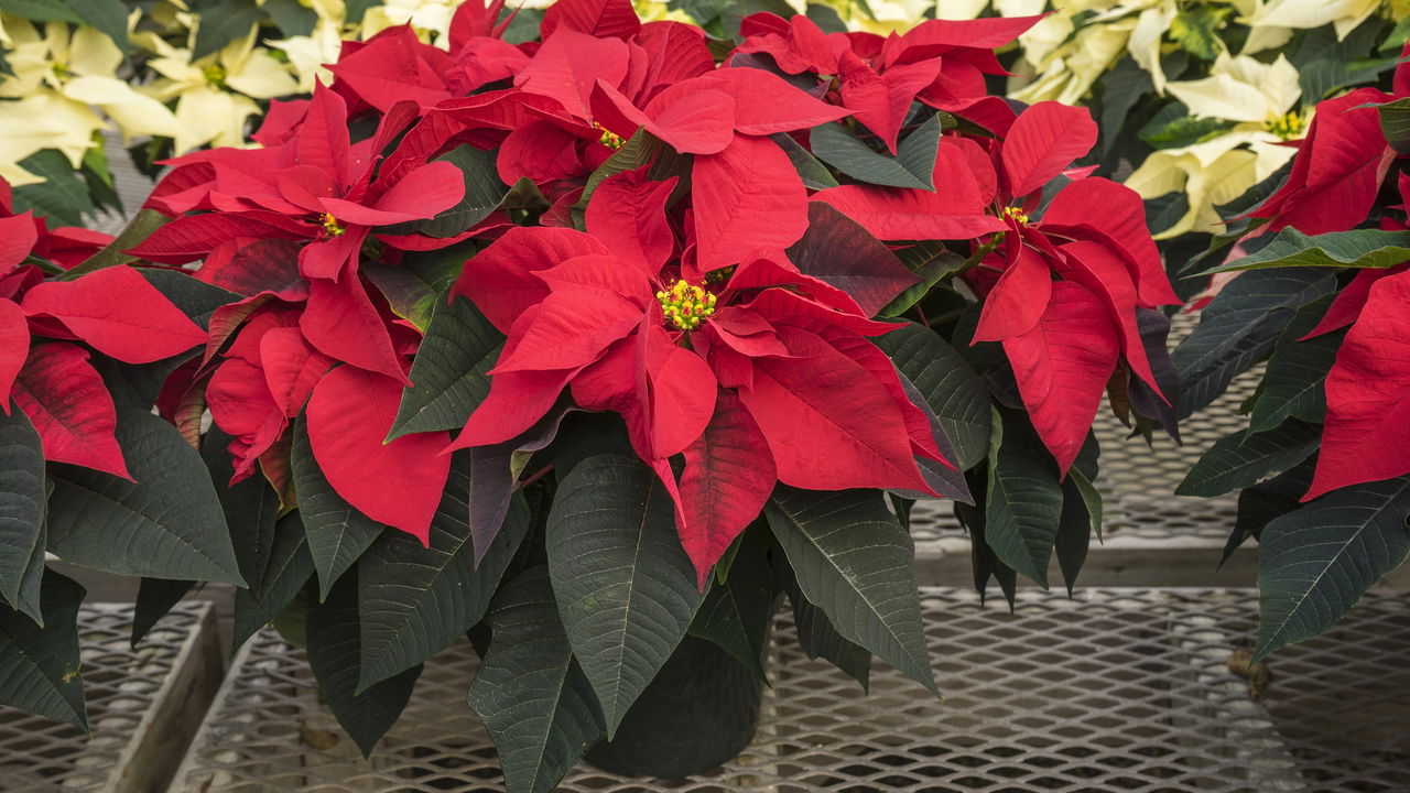 Plantas essenciais para uma decoração de Natal encantadora