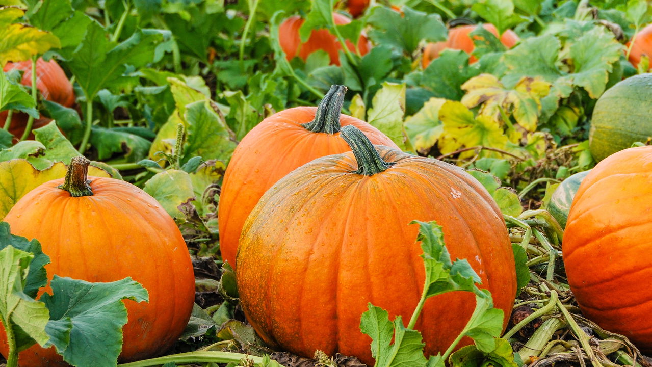 Abóbora, mais que apenas uma decoração de Halloween