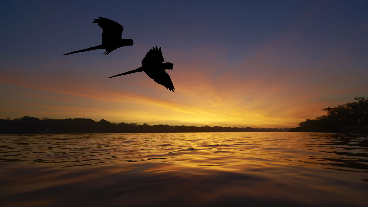 A magia do Amazonas: Uma viagem ao coração verde do Brasil