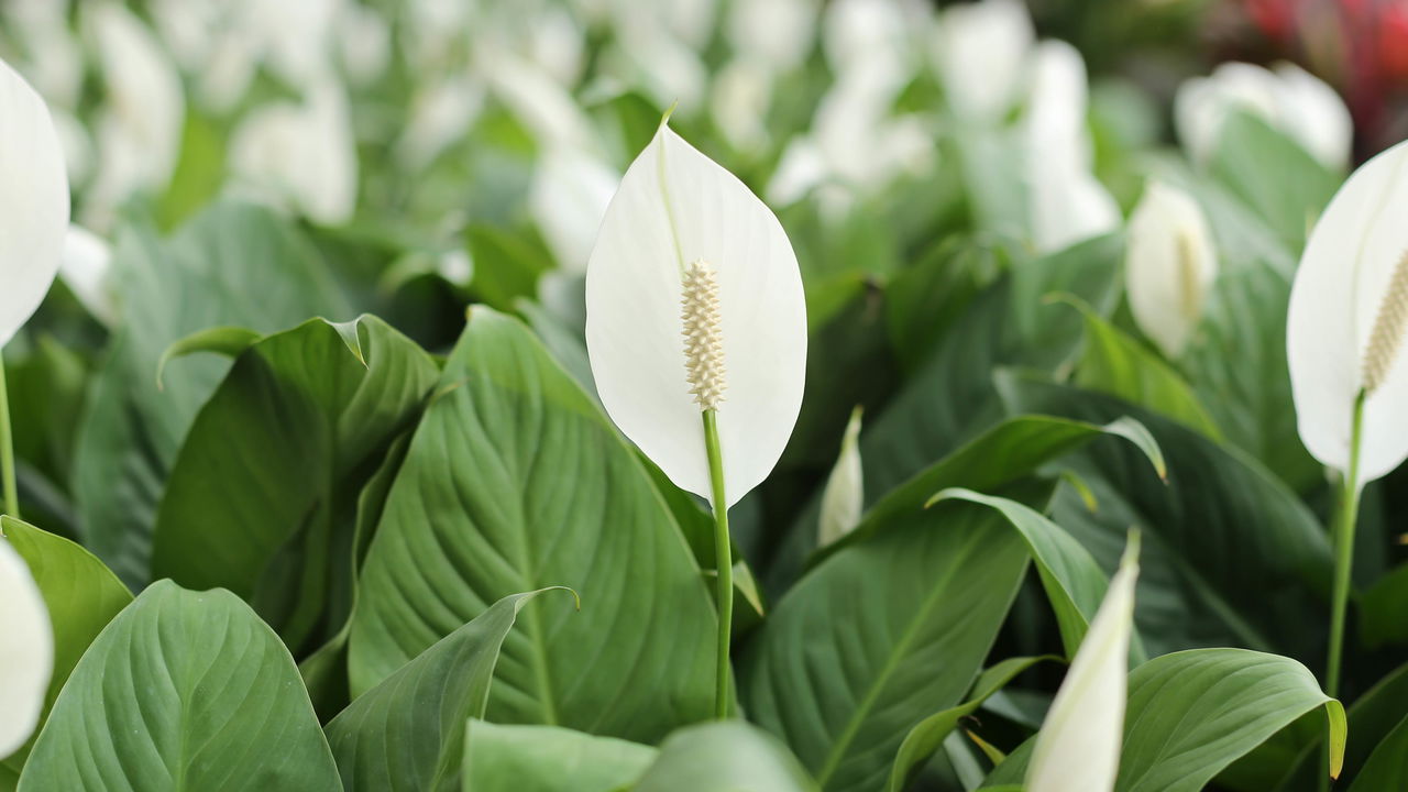 Plantas de meia-sombra: Opções perfeitas para casas e apartamentos