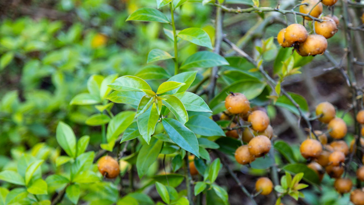 Ora-pro-nóbis, uma planta poderosa para a sua saúde