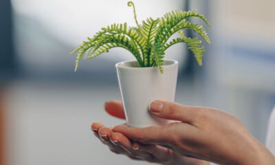 Transforme seu espaço com plantas que florescem na sombra