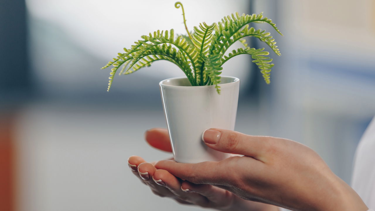 Transforme seu espaço com plantas que florescem na sombra