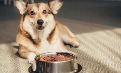 Alimentos perigosos para cães: Proteja a saúde do seu companheiro